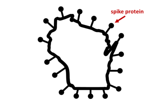 Covid WI spike protein.